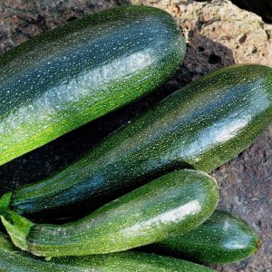 Zucchini vert