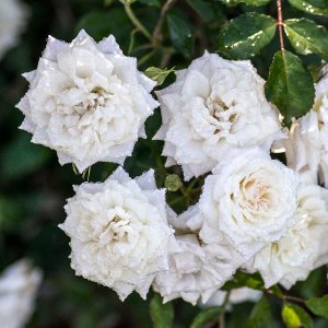 Rosier «White Drift»