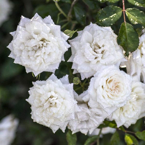 Rosier «White Drift»