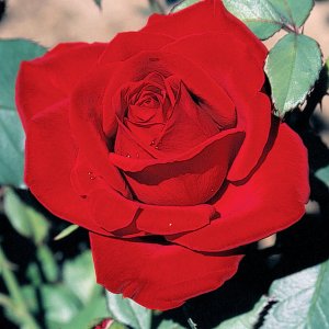 Rosier «Olympiad»