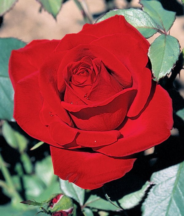 Rosier «Olympiad»