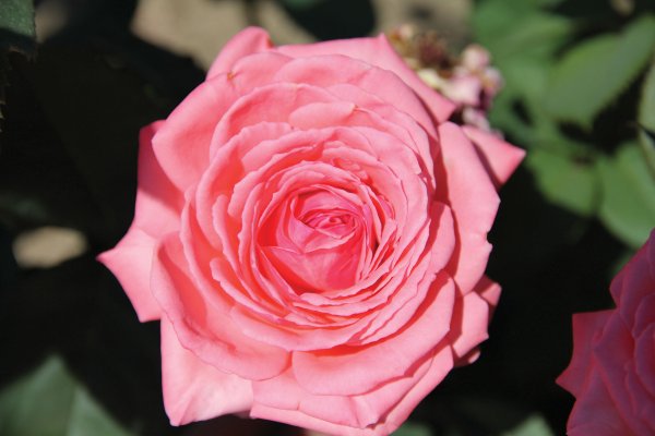 Rosier «Canada Blooms»