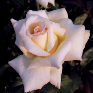 Rosier Caroline de Monaco