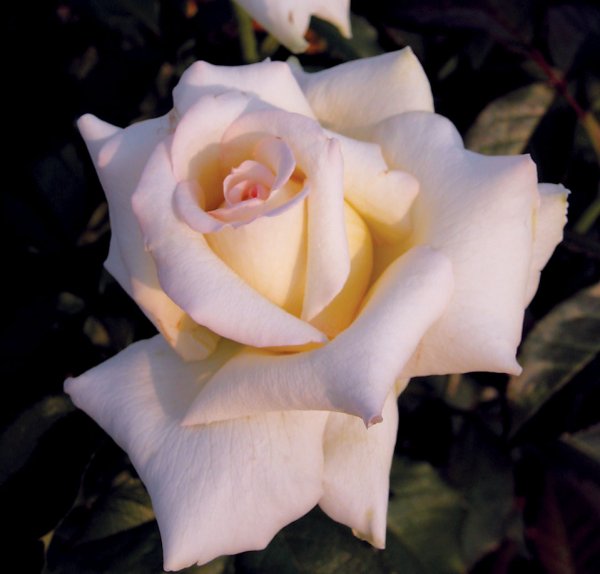 Rosier Caroline de Monaco