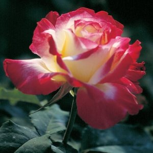 Rosier «Double Delight»