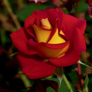 Rosier «Ketchup & Mustard™»