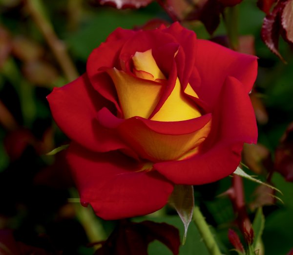 Rosier «Ketchup & Mustard™»
