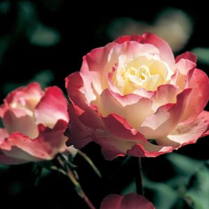 Rosier «Delany Sisters»