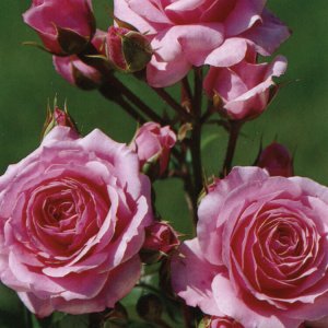 Rosier Melody Parfumée