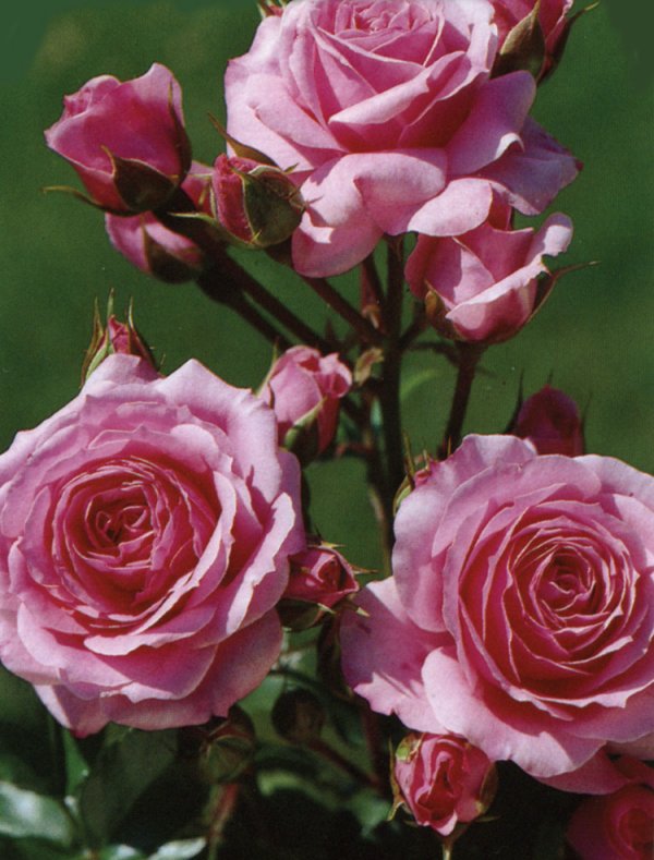 Rosier Melody Parfumée