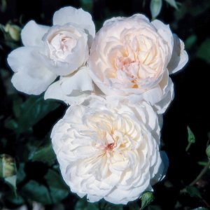 Rosier Bolero