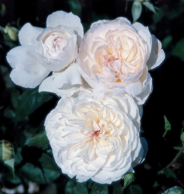 Rosier Bolero