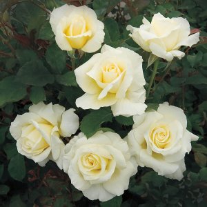 Rosier «White Licorice»