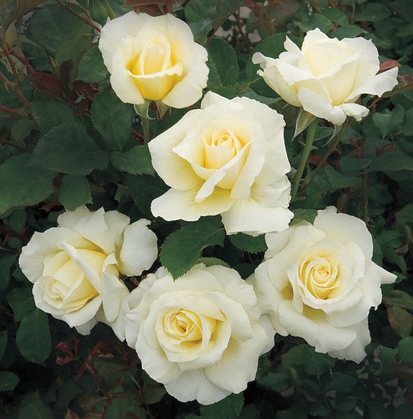 Rosier «White Licorice»