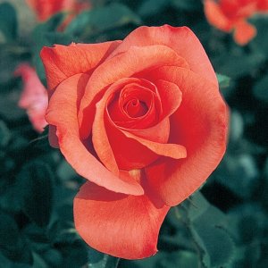 Rosier «Marmalade Skies»
