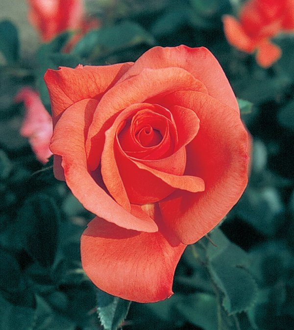 Rosier «Marmalade Skies»