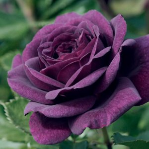 Rosier «Ebb Tide »