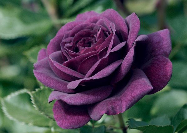 Rosier «Ebb Tide »