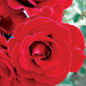 Rosier «Don Juan»