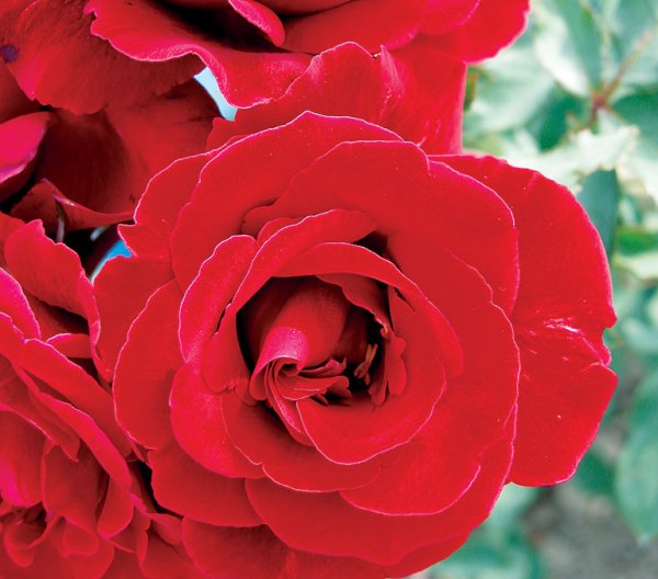 Rosier «Don Juan»