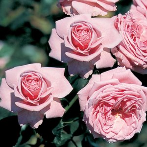 Rosier «Coral Dawn»