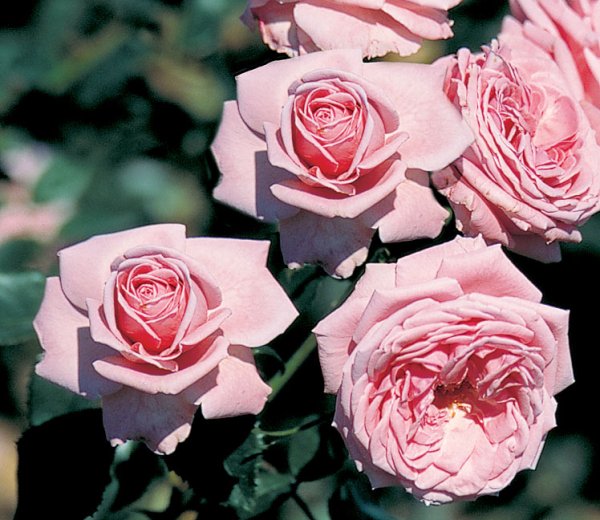 Rosier «Coral Dawn»