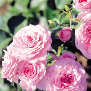 Rosier «Royal Bonica»