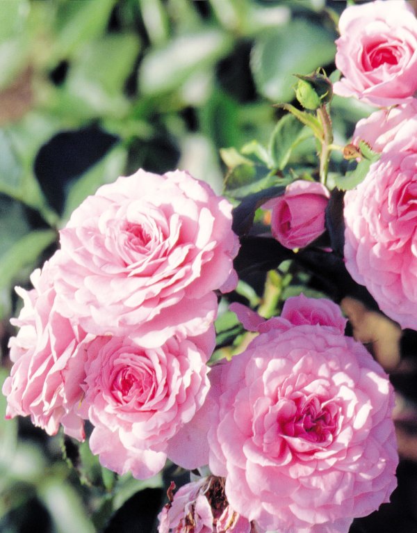 Rosier «Royal Bonica»