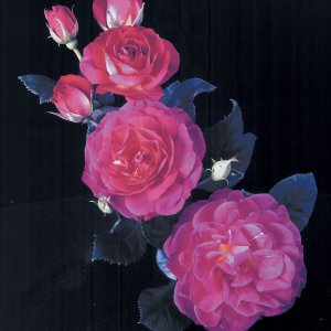 Rosier «Outta The Blue»