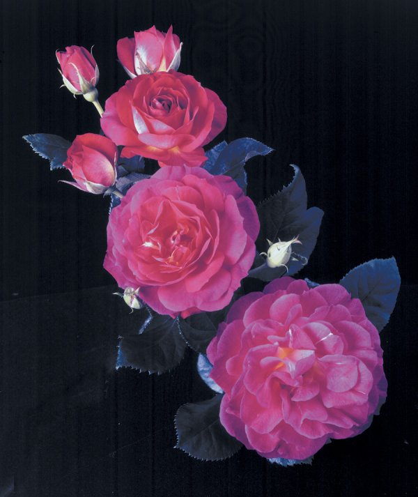 Rosier «Outta The Blue»