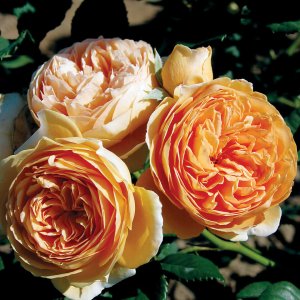 Rosier «Crown Princess Magareta»