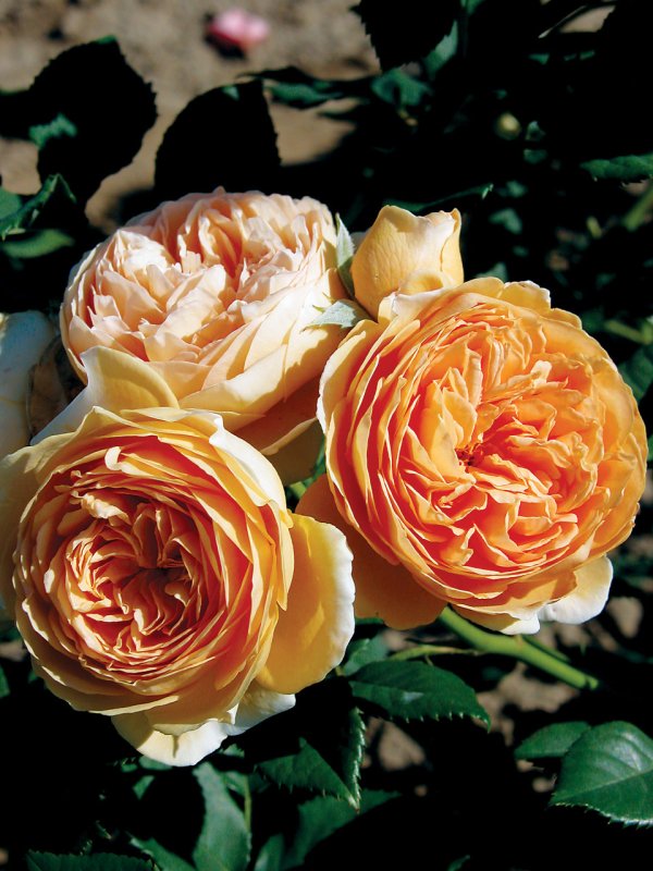 Rosier «Crown Princess Magareta»