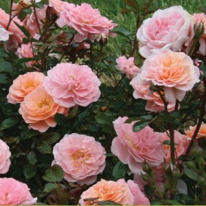 Rosier «Apricot Drift»