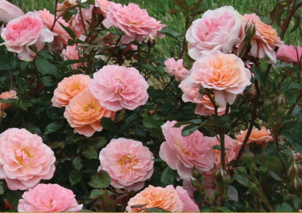 Rosier «Apricot Drift»