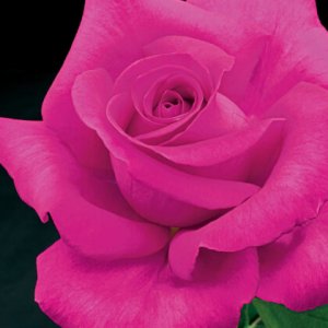 Rosier All My Loving