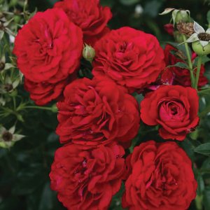 Rosier Bordeaux™