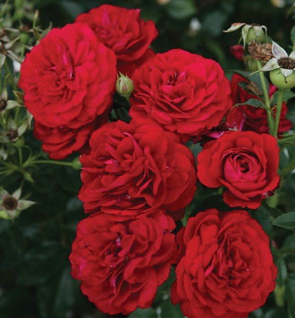 Rosier Bordeaux™