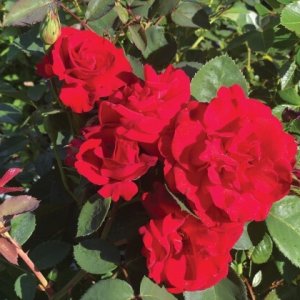Rosier «Canadian Glory»