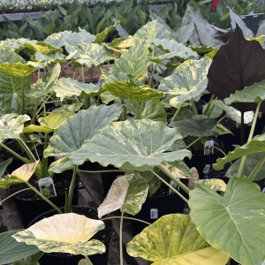 Alocasia Odora "Yellow" variegata