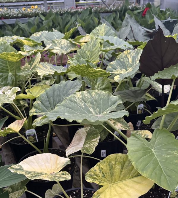 Alocasia Odora "Yellow" variegata