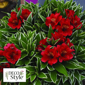 Alstromeria Katiana