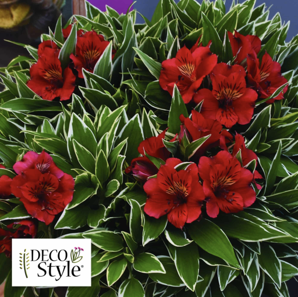 Alstromeria Katiana