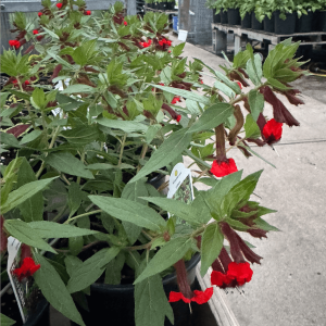 Cuphéa FireCracker