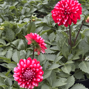 Dahlia Venti Rouge et Blanc