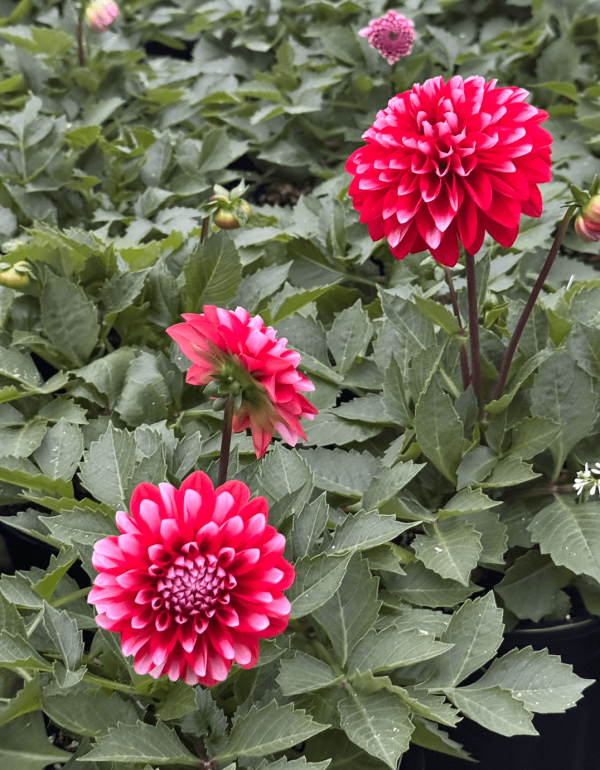 Dahlia Venti Rouge et Blanc