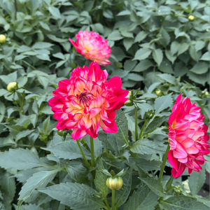 Dahlia Labella Pomegranate