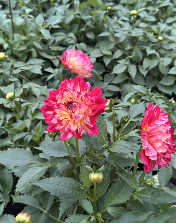 Dahlia Labella Pomegranate