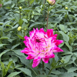 Dahlia Maggiore Rose Bicolore