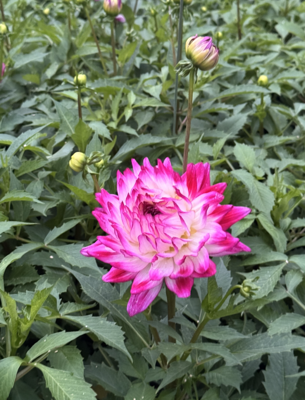 Dahlia Maggiore Rose Bicolore