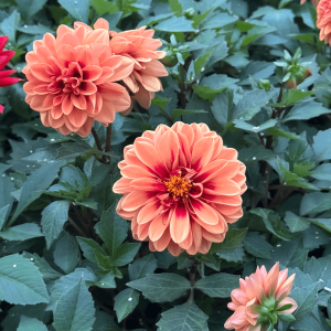 Dahlia Abricot Red Eye